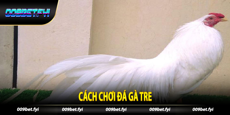 Cách chơi Đá Gà Tre