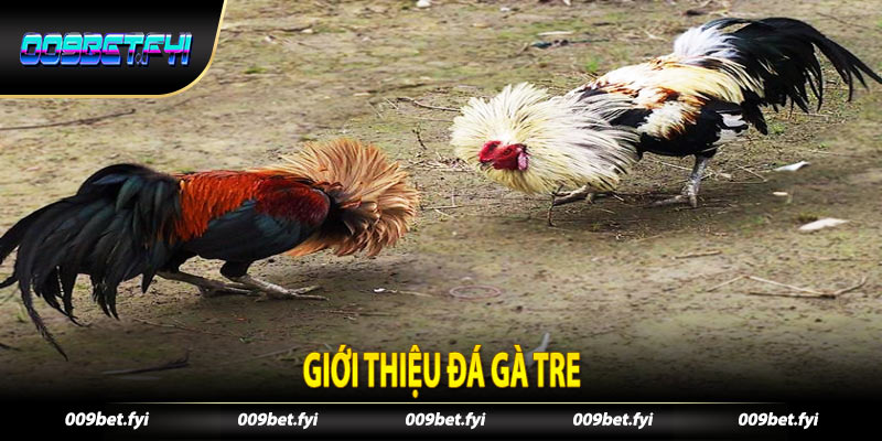 Giới thiệu đá gà tre